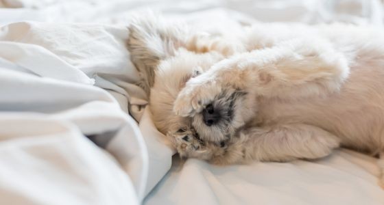 Dog lying on bed, covering its face