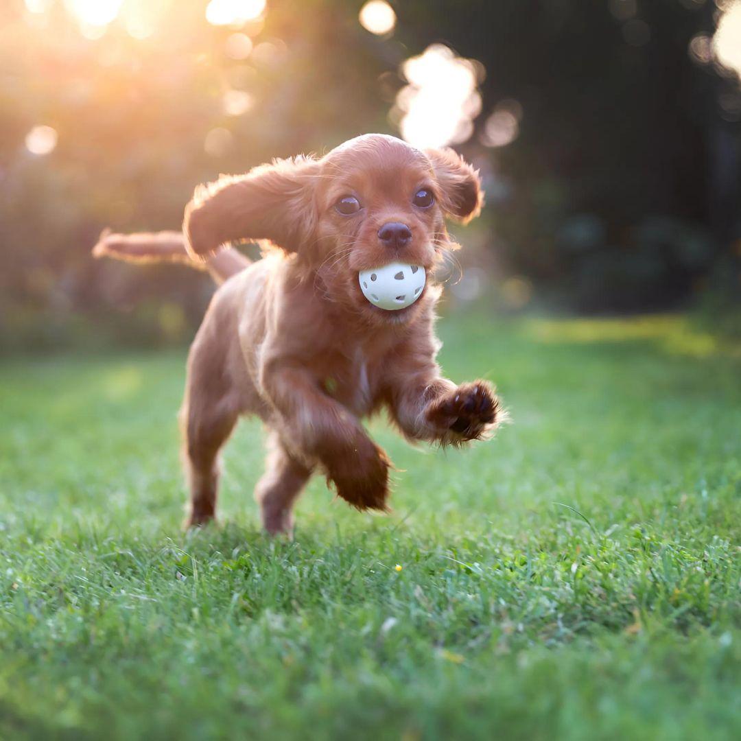 Happy puppy playing with ball