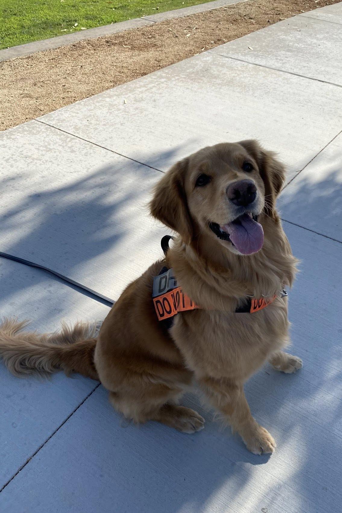 k9 nirvana alona sitting