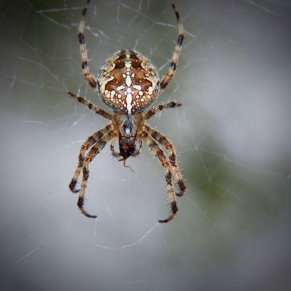 Spiders