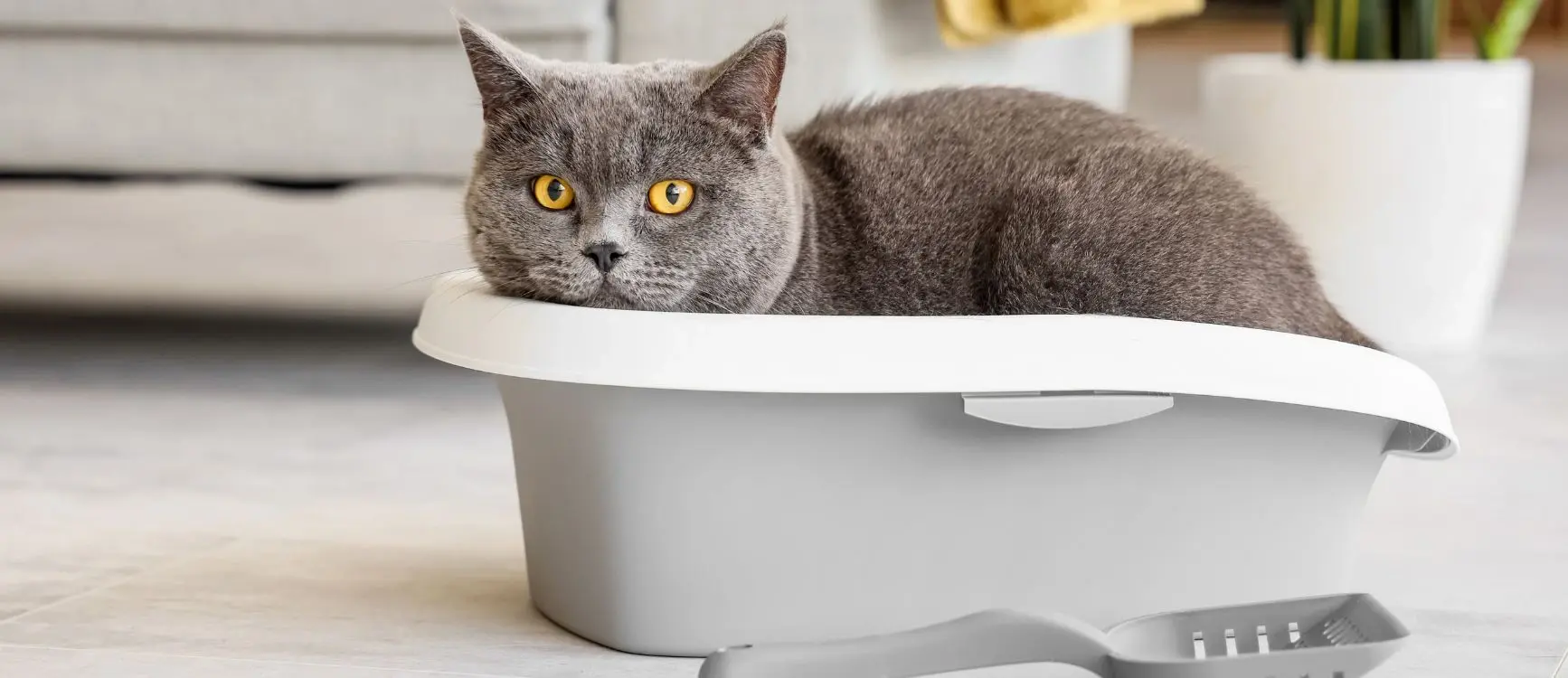 a cat inside a litter box