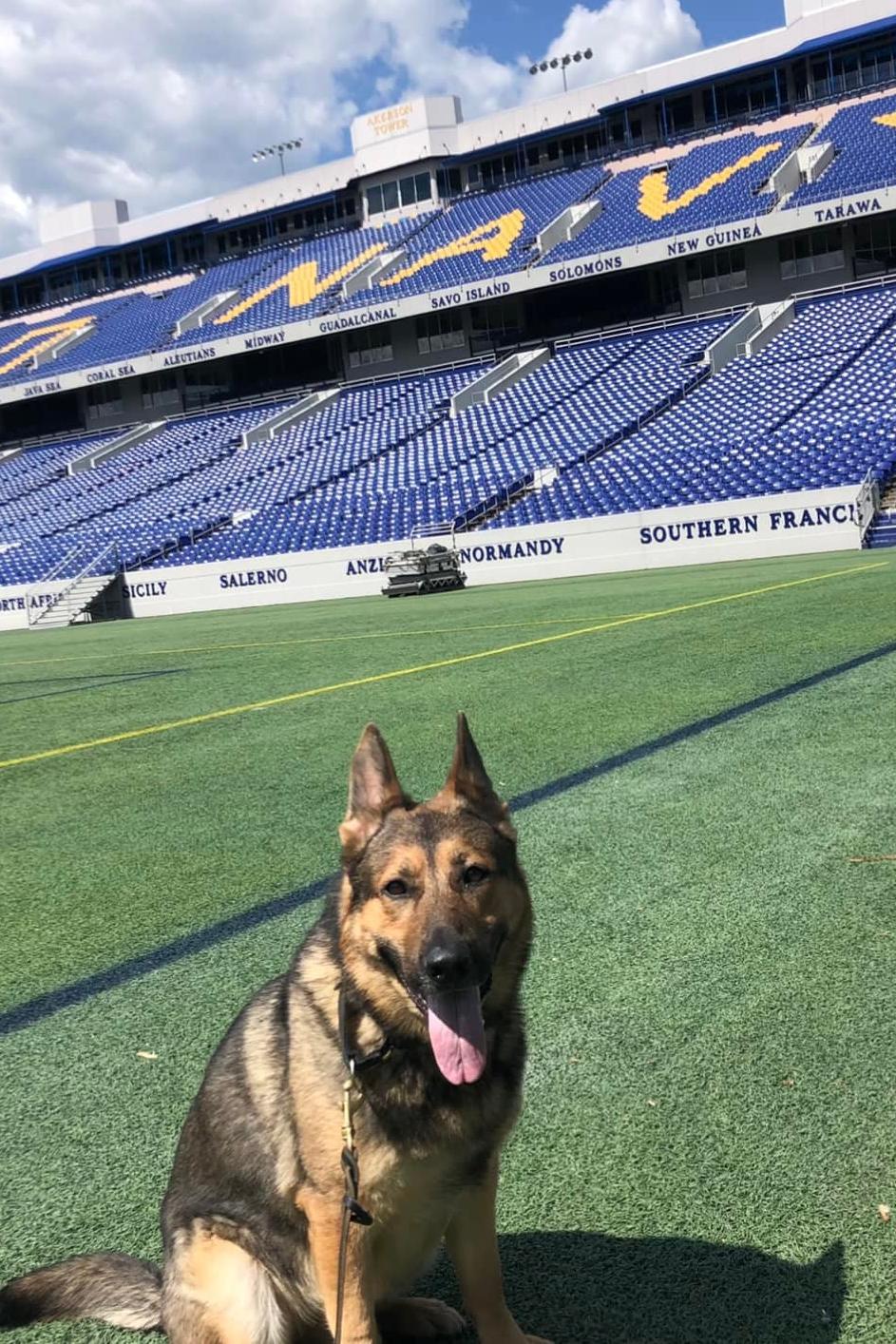 k9 tambo
