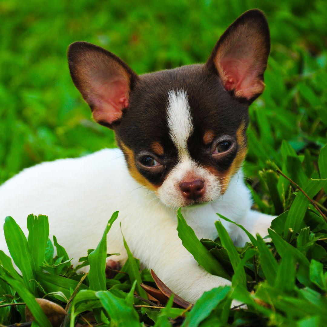 Chihuahua puppy in grass