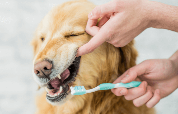 Door Buddy Blog - Dental Care for Older Dogs