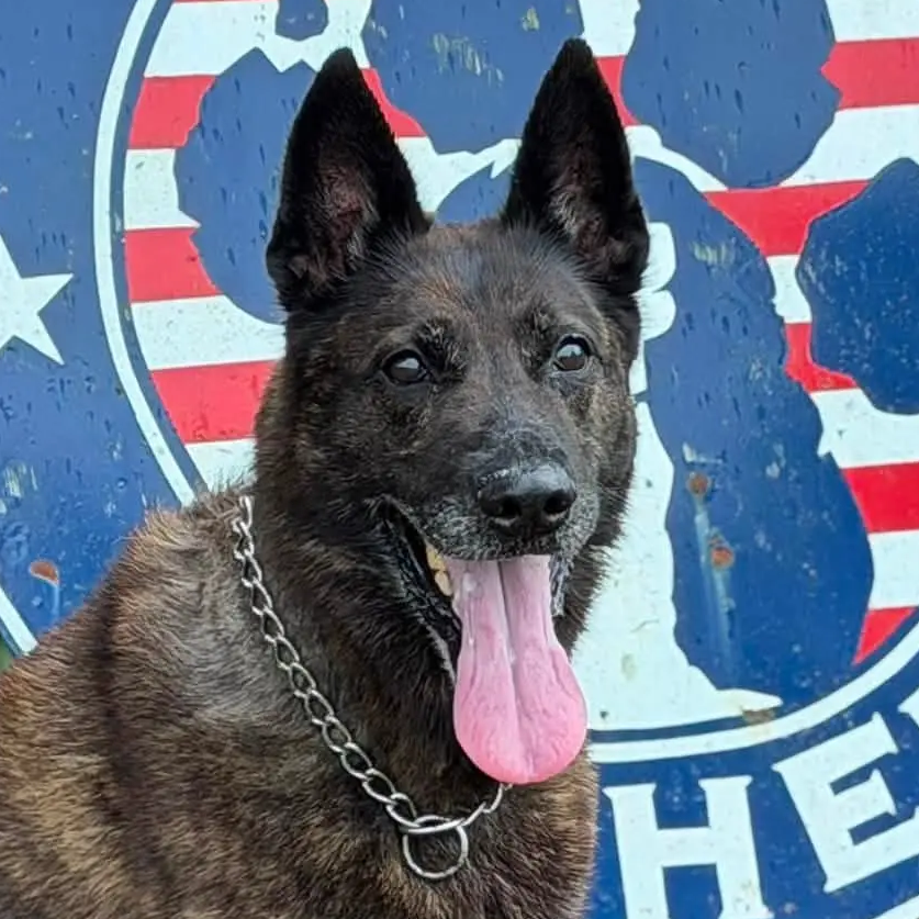 K-9 Pope