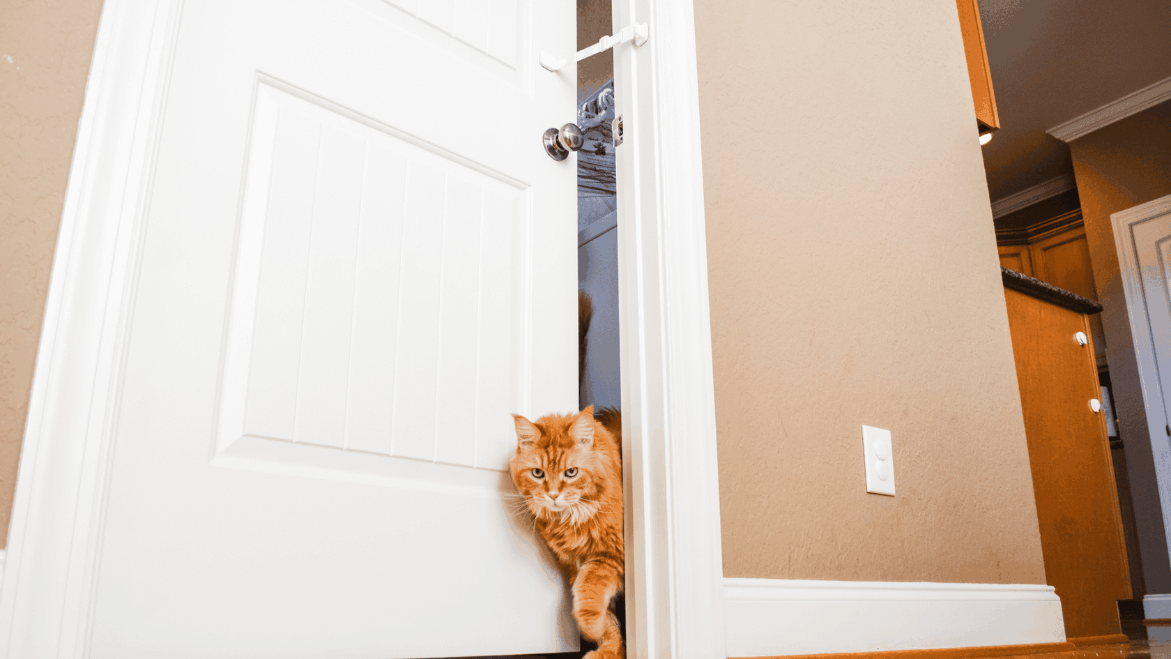 What to Do If Your Cat's Not Using the Litter Box Door Buddy