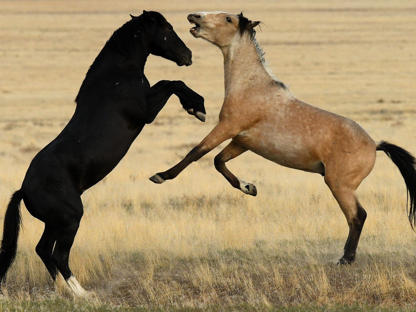 Selvita Equine Horse Fight