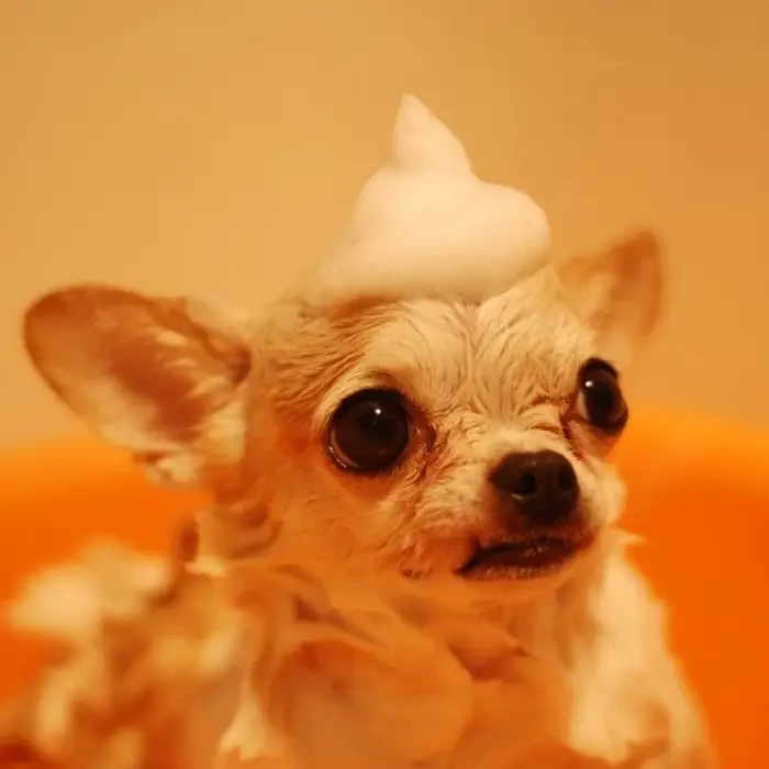 A chihuahua with a bubble swirl on its head