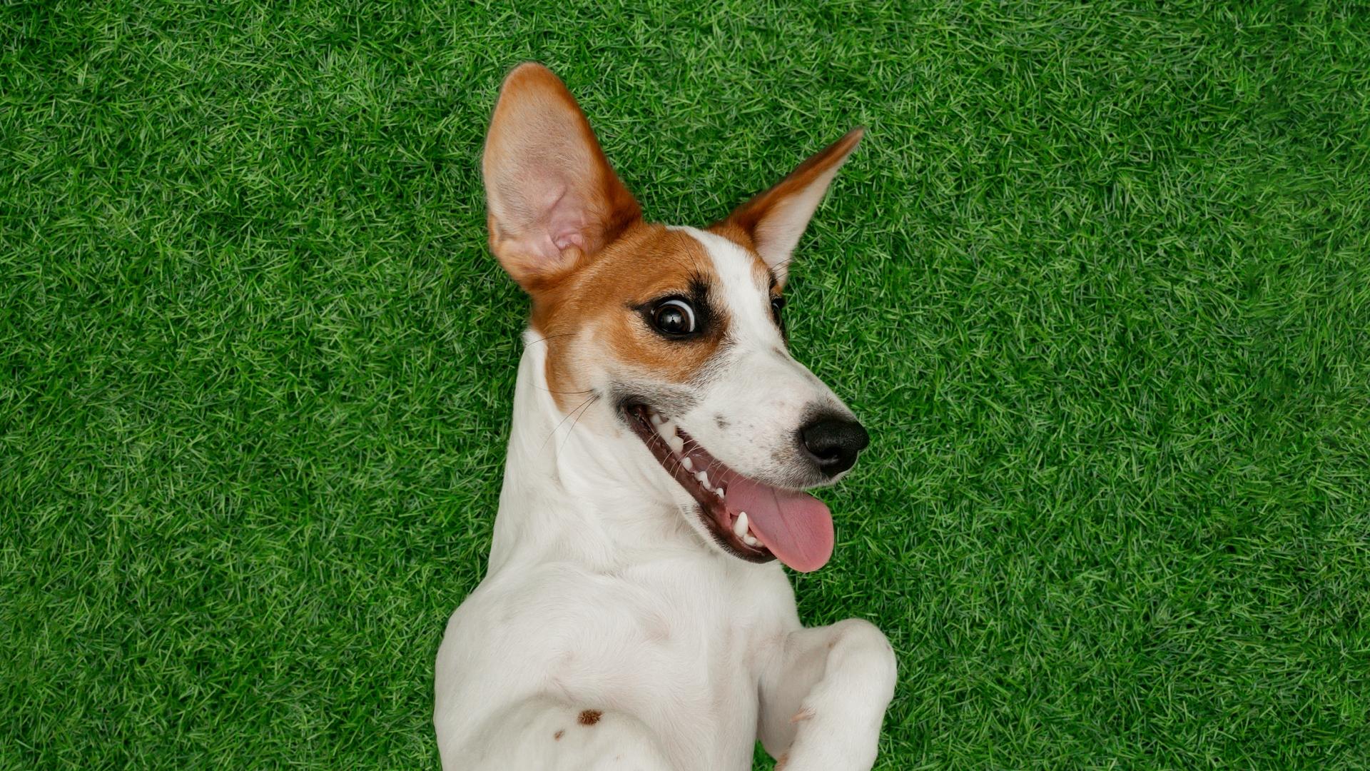 Smiling dog jack russel terrier, lying on green grass.
