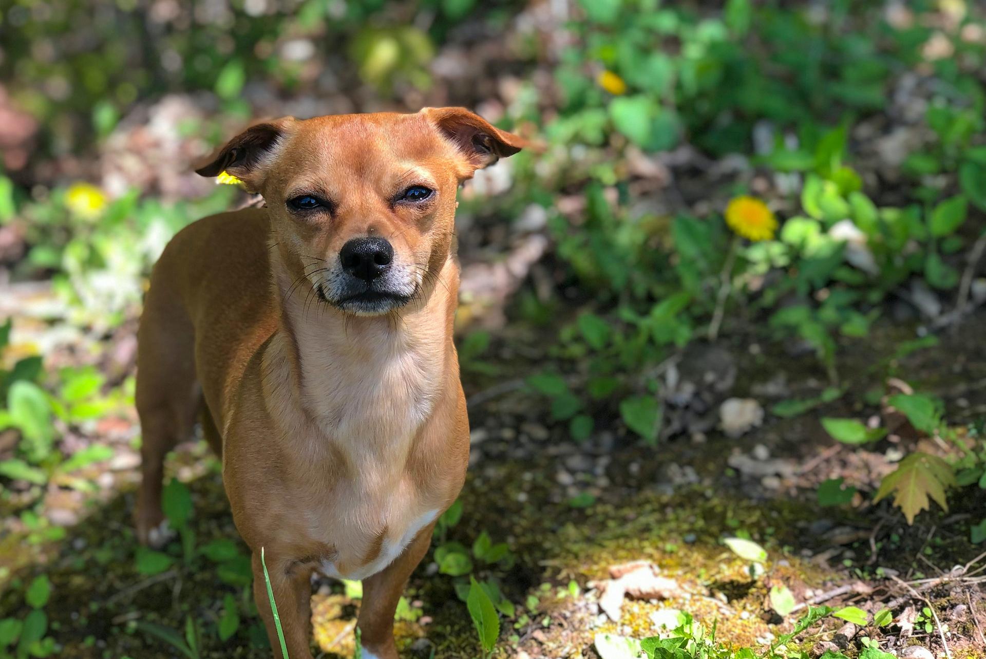 Chiweenie, a chihuahua and dachshund mix dog outdoors amongst the grass and dandelions during spring