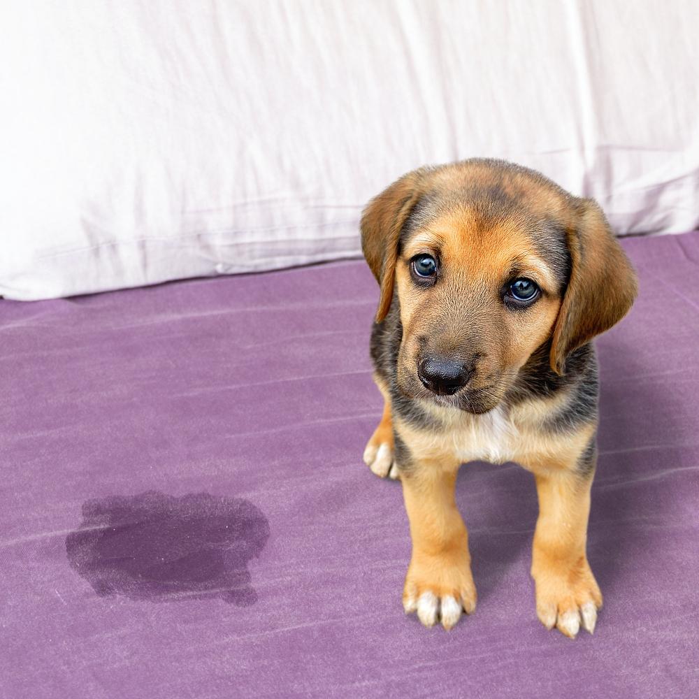 Cute puppy sitting near wet or piss spot on the bed inside the bedroom