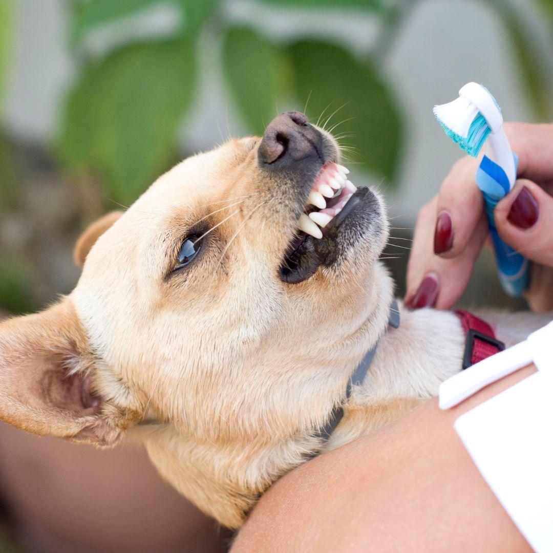 Brushing Chihuahua's teeth