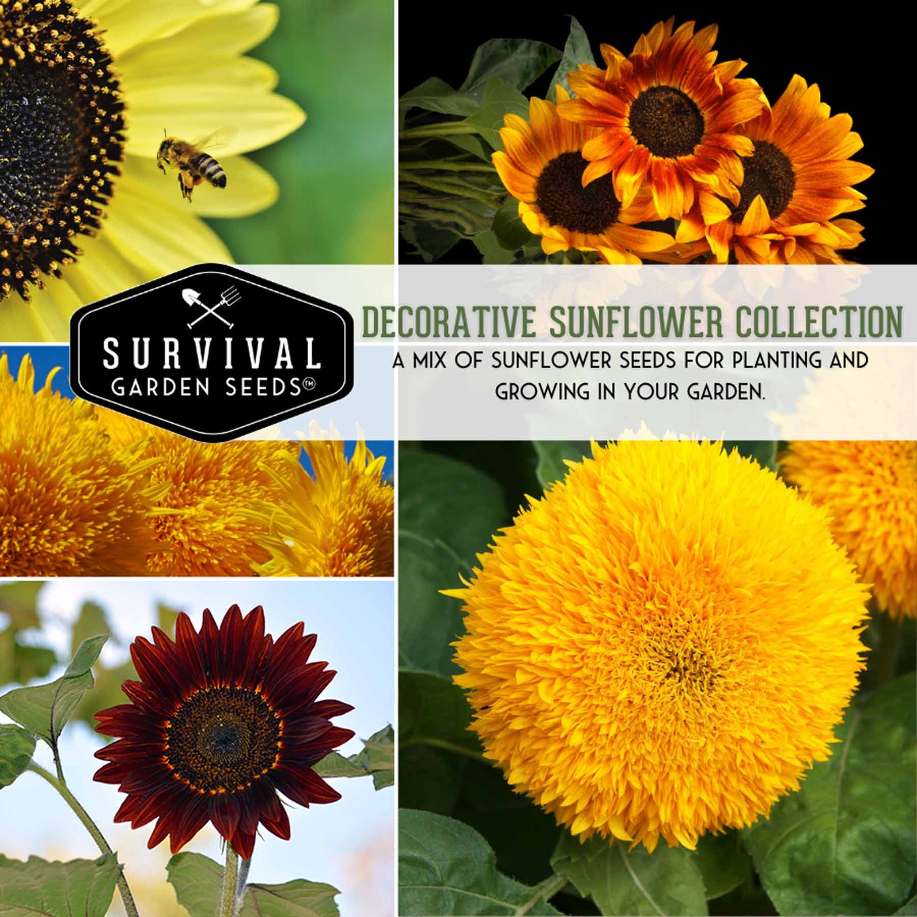 Decorative Sunflower Collection - 3 Varieties of colorful sunflowers