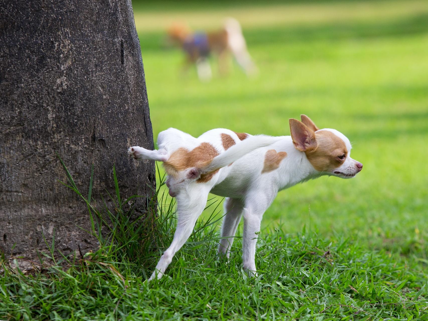 Why Does My Dog Pee on His Front Legs? Potty Buddy Potty Buddy™