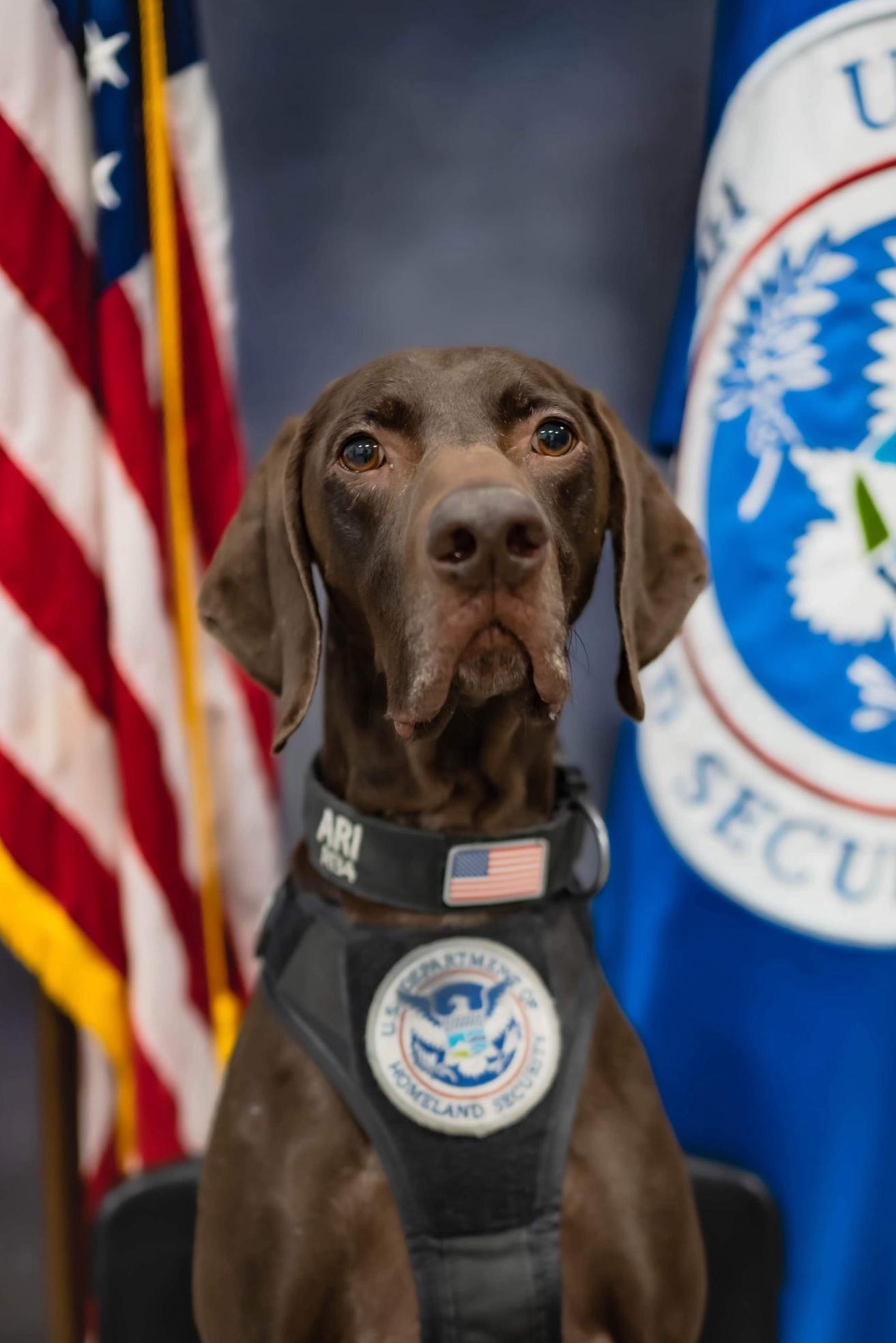 k9 ari in his official photo