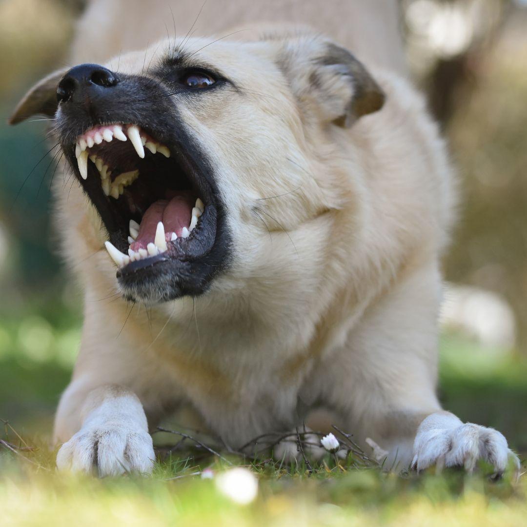 Angry dog in close-up