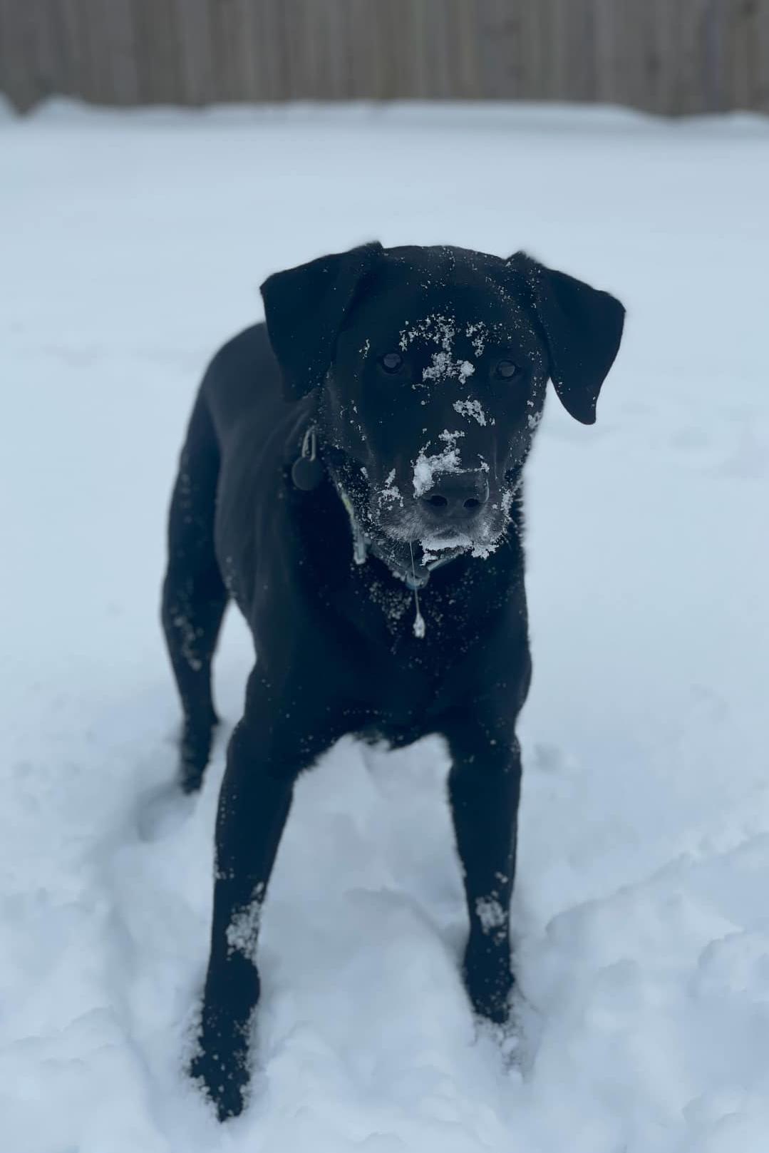 k9 jimmy in the snow