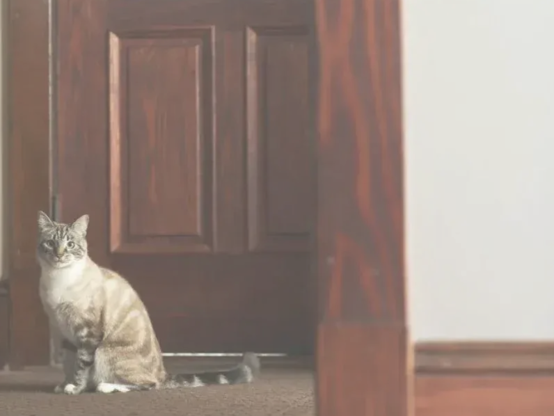 A cat sitting on the floor, gazing at a closed door in a cozy indoor setting.