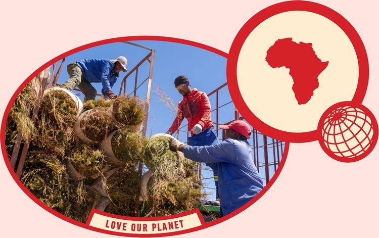 rooibos rocks love our planet nature