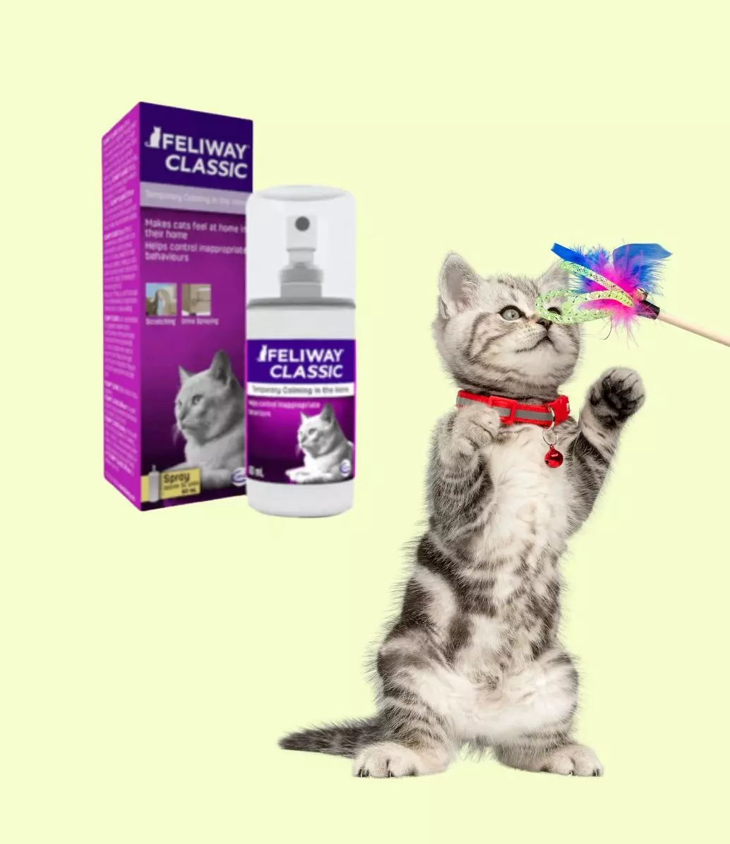 behvavior and anxiety management when traveling with a cat