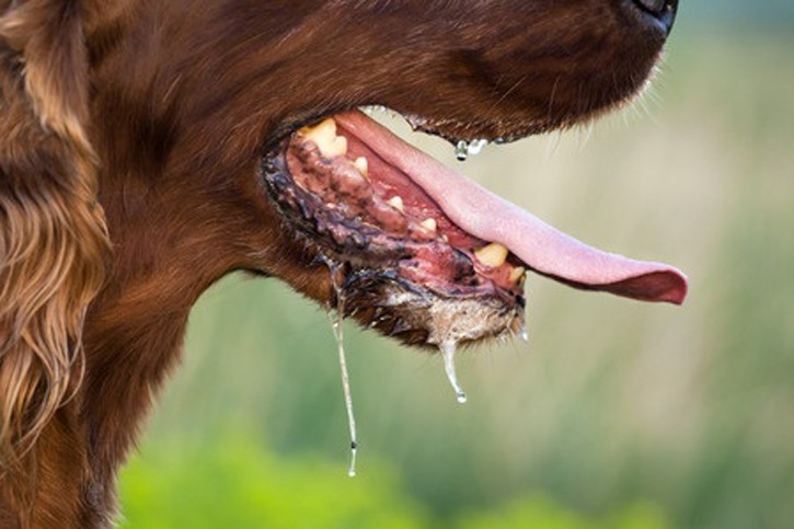Dog Saliva: Can Dog Kisses Cure You?