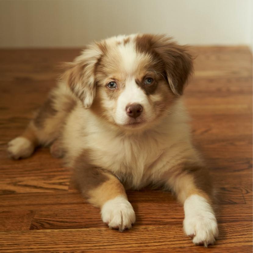 So Your Puppy Whines in the Crate Here’s How to Fix It Potty Buddy™