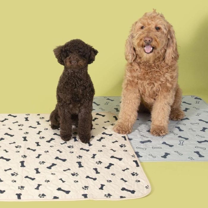 Two dogs sitting on reusable potty pads