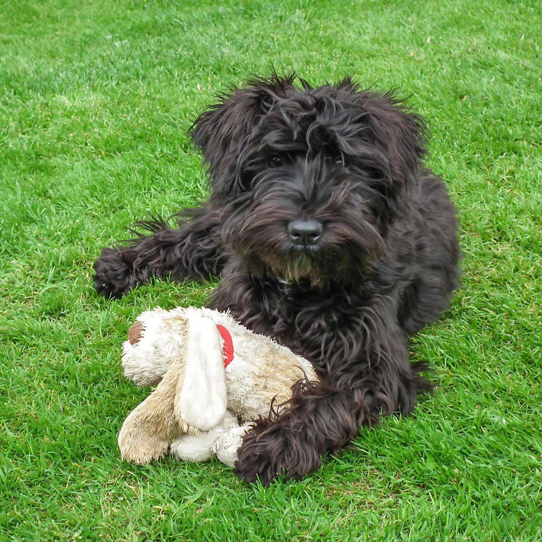 Miniature Schnauzers outdoors with toy