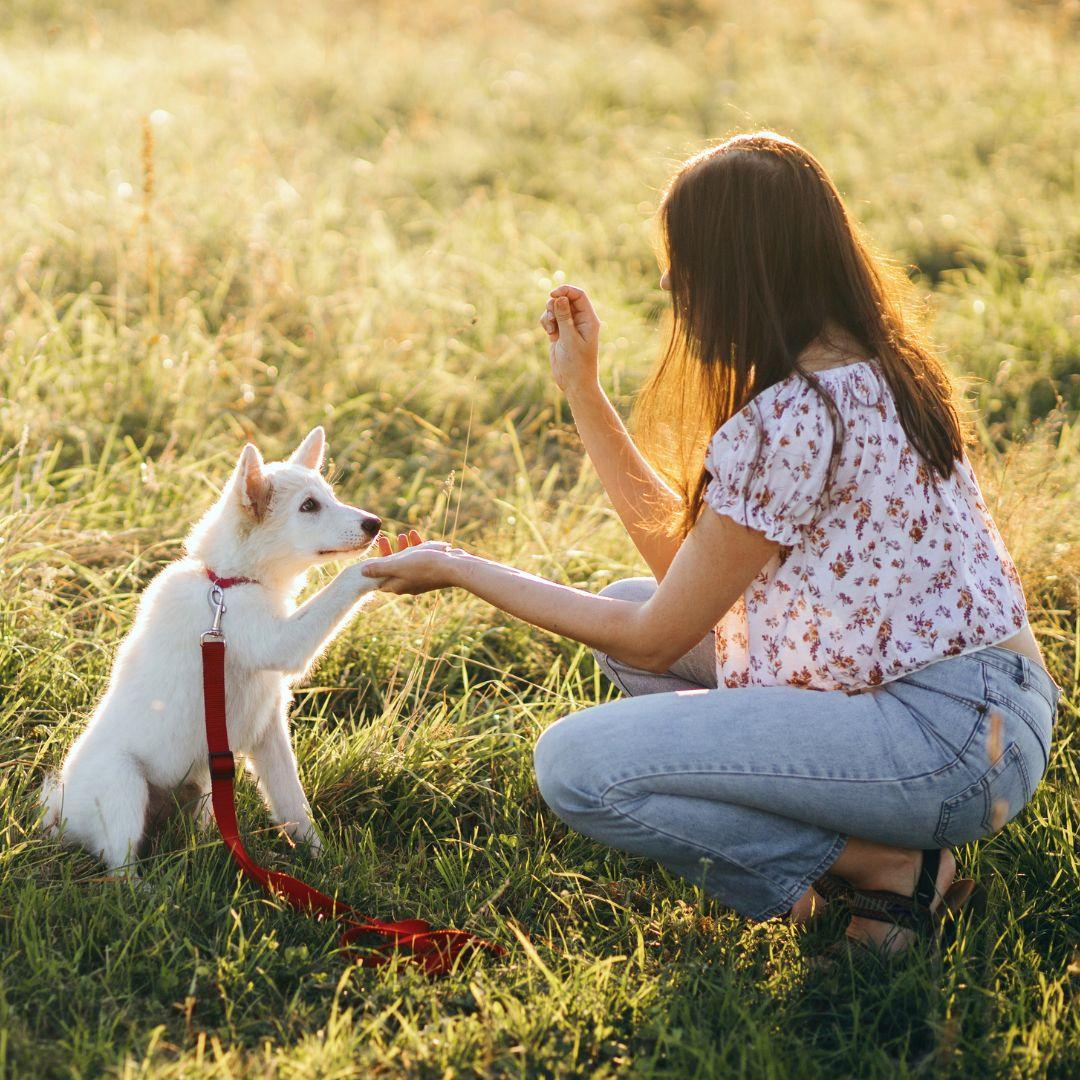 Woman treating puppy