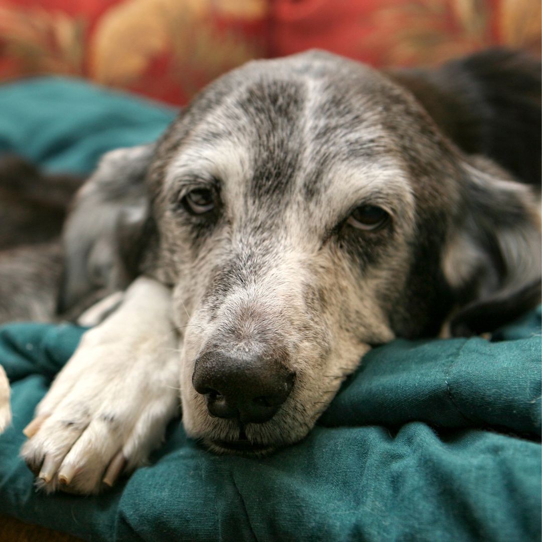Old dog resting on blanket