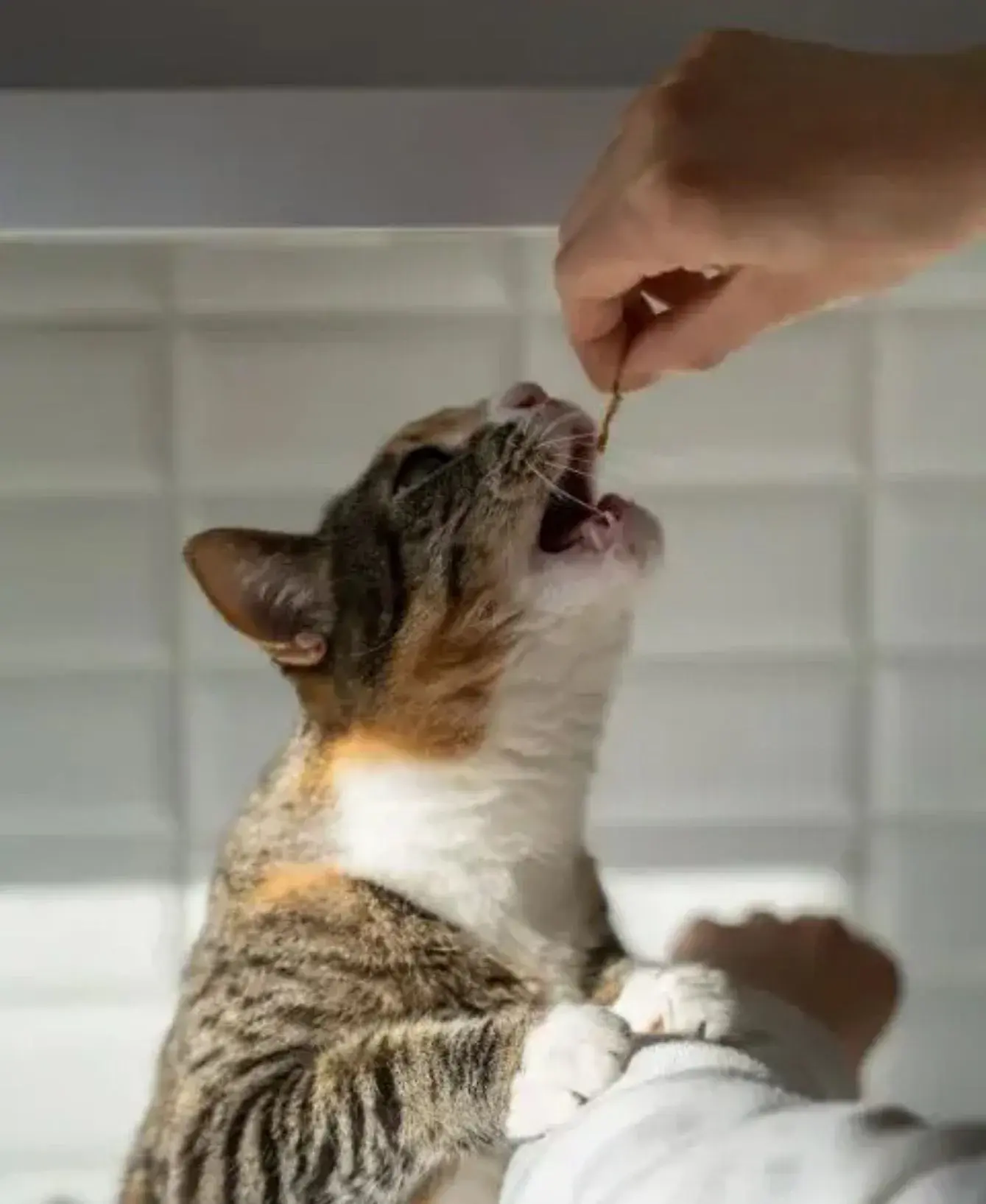 A cat with its mouth open is eating from someones hand, illustrating a moment of feeding in a home environment.