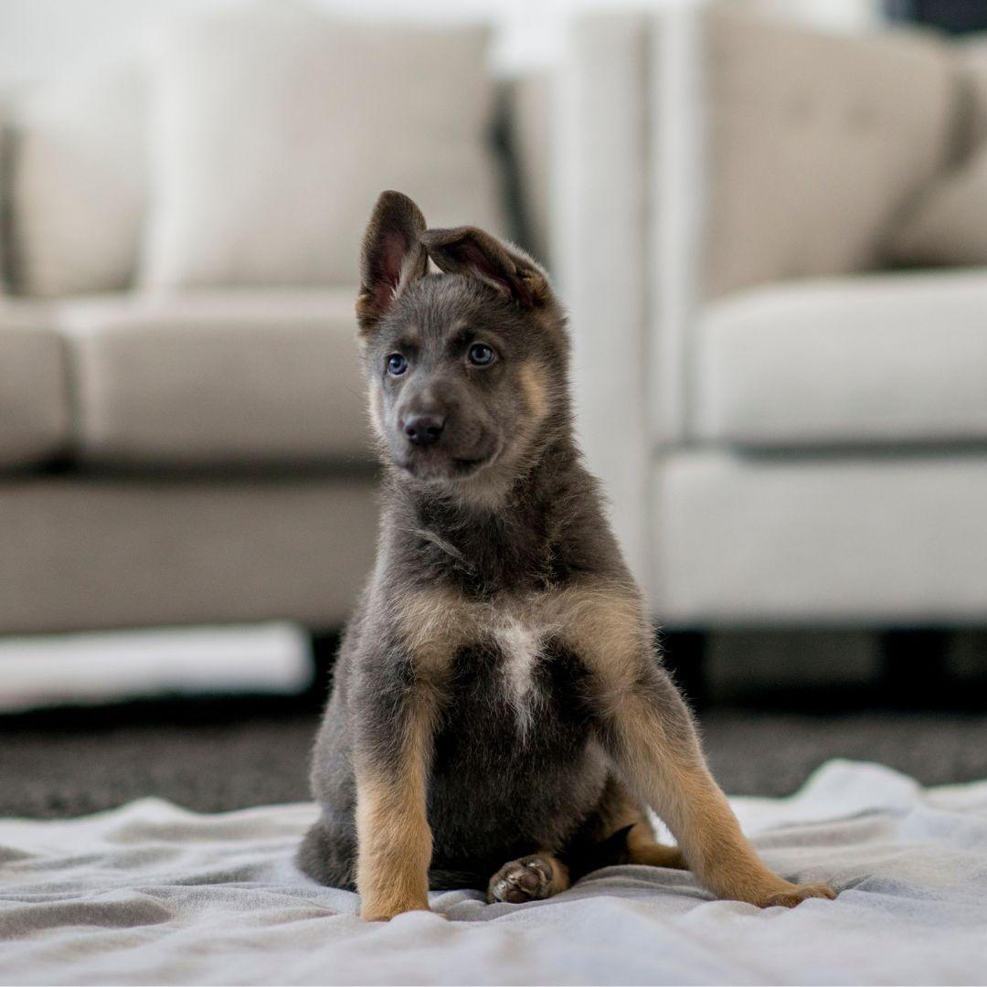 My Dog Pees Next to the Pee Pad Instead of On the Pad! What To Do