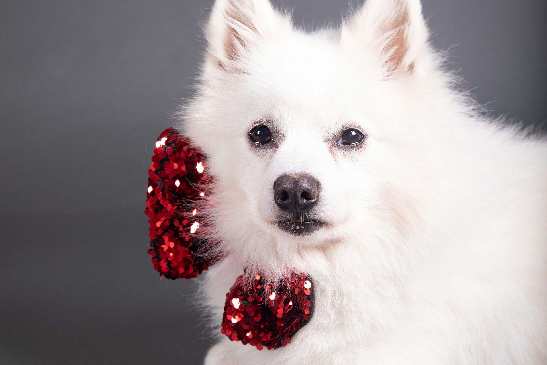 cute white Japanese spitz puppy with a red bow around the neck