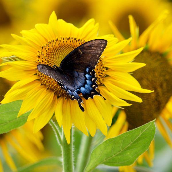 Butterfly on aster flowers