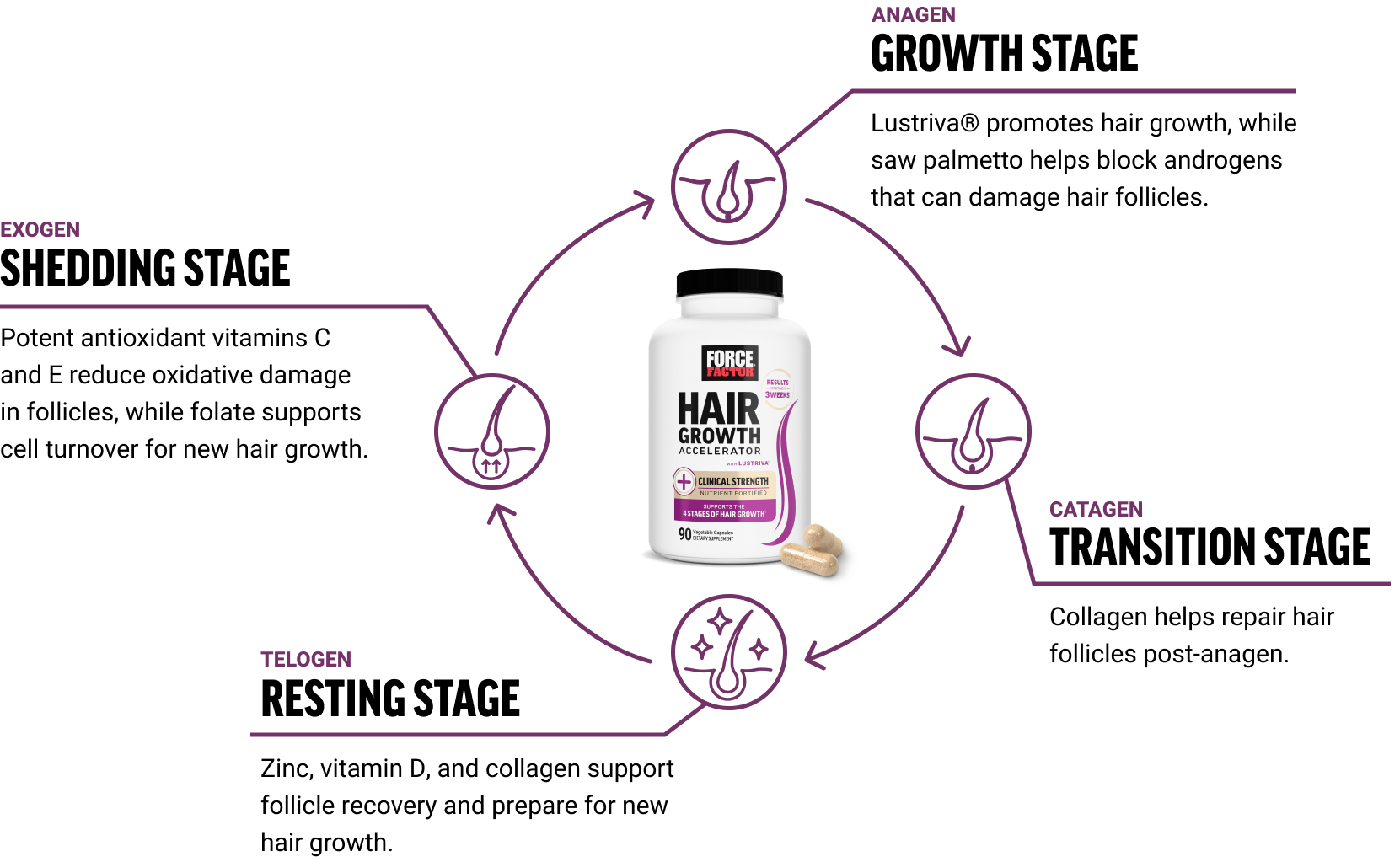 Displays the hair growth cycle. Starting at anagen growth state, lustriva, biotin, and vitamin D nurture and nourish hair growth. At the catagen transition stage, zinc helps maintain a healthy scalp and thriving hair follicles. At the telogen resting stage, slice and ashwagandha work together to strengthen hair and reduce stress-related hair loss. The last stage Exogenous shedding stage, saw palmetto supports healthy DHT balance, helping to minimize hair shedding and promote healthier regrowth