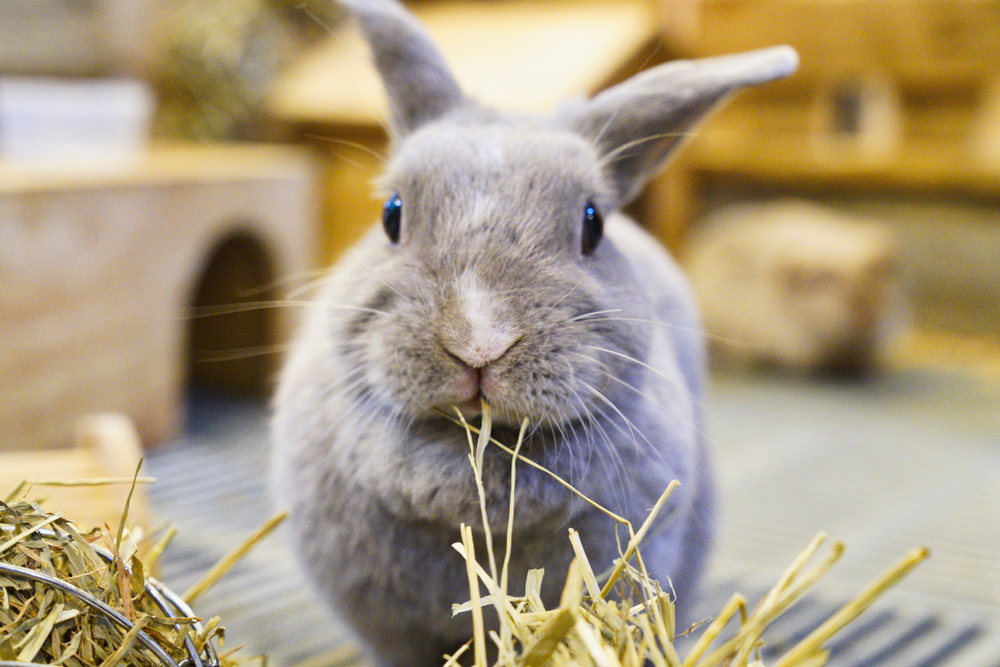 grey rabbit chewing on hay while looking into the camera
