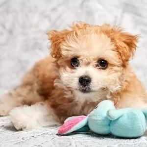 Best Dog Names