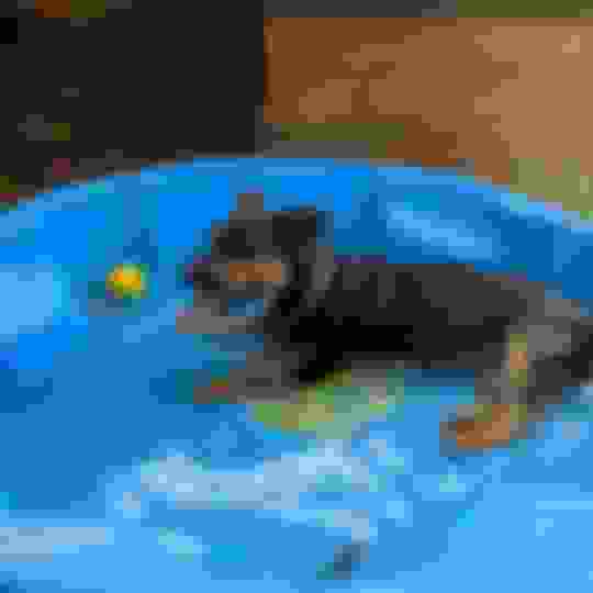 The 14 Best Dog Owner Hacks On The Potty Buddy™