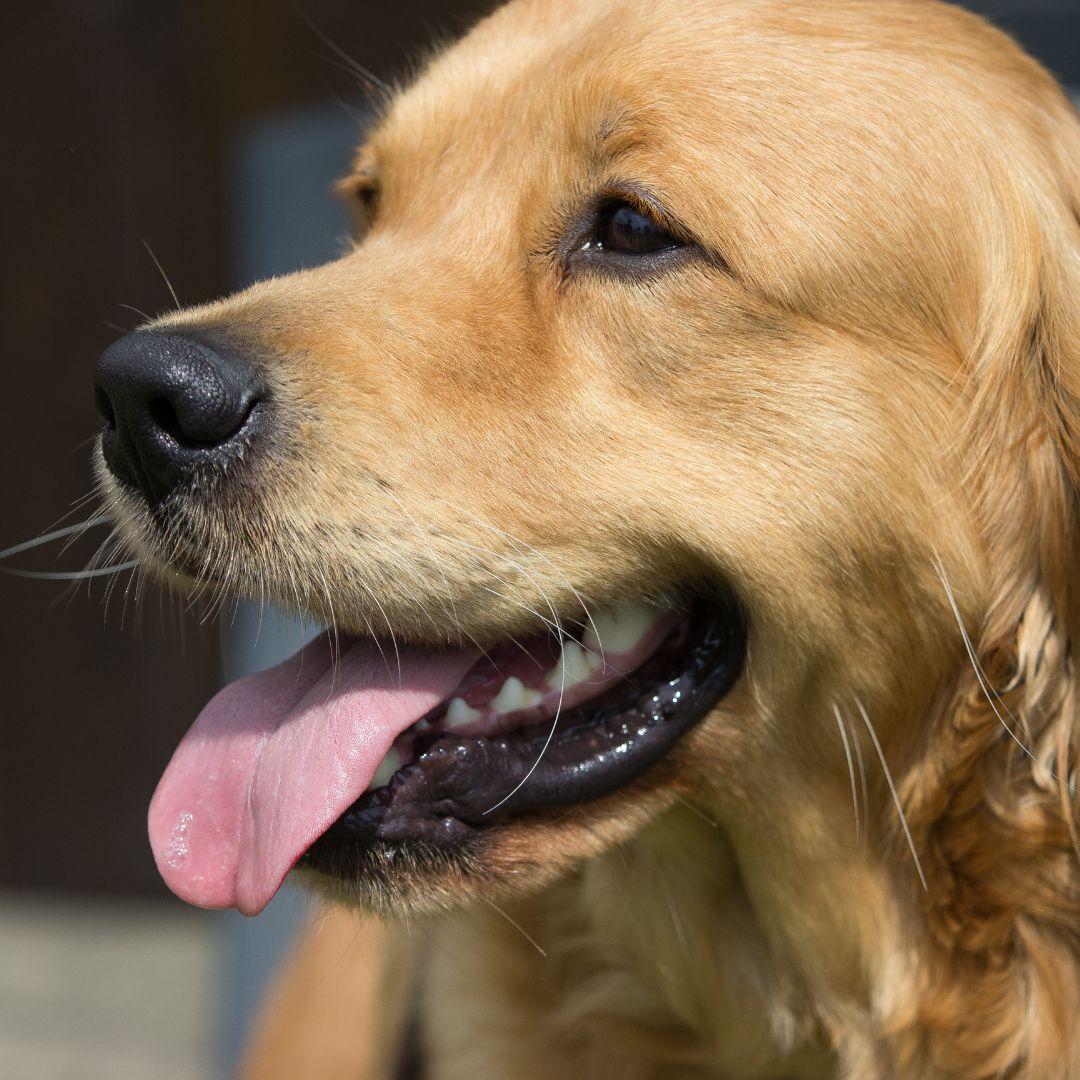 How Long Does a Dog Stay in Heat? Potty Buddy Potty Buddy™