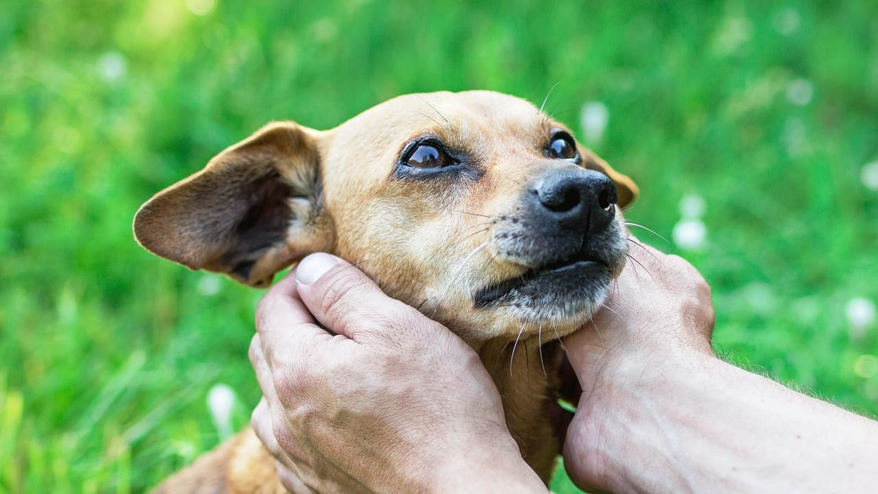 Owner holding dog's face in hands with great love and care.