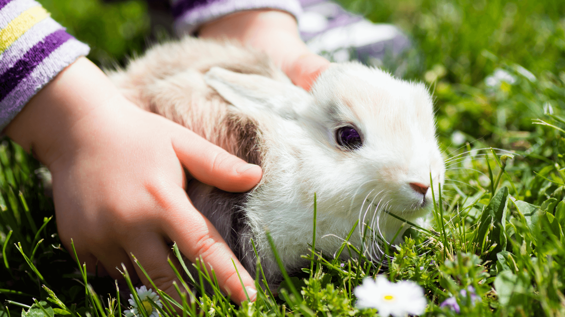 first time pet owners - blog image