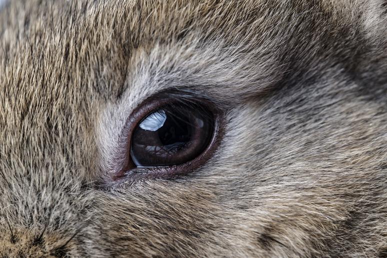 Why Do Rabbits Have Different Colored Eyes?