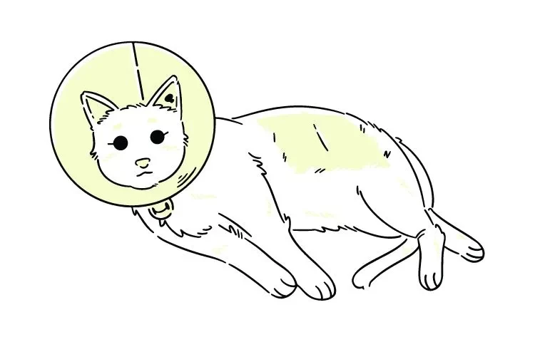 what to do if your cat is sick