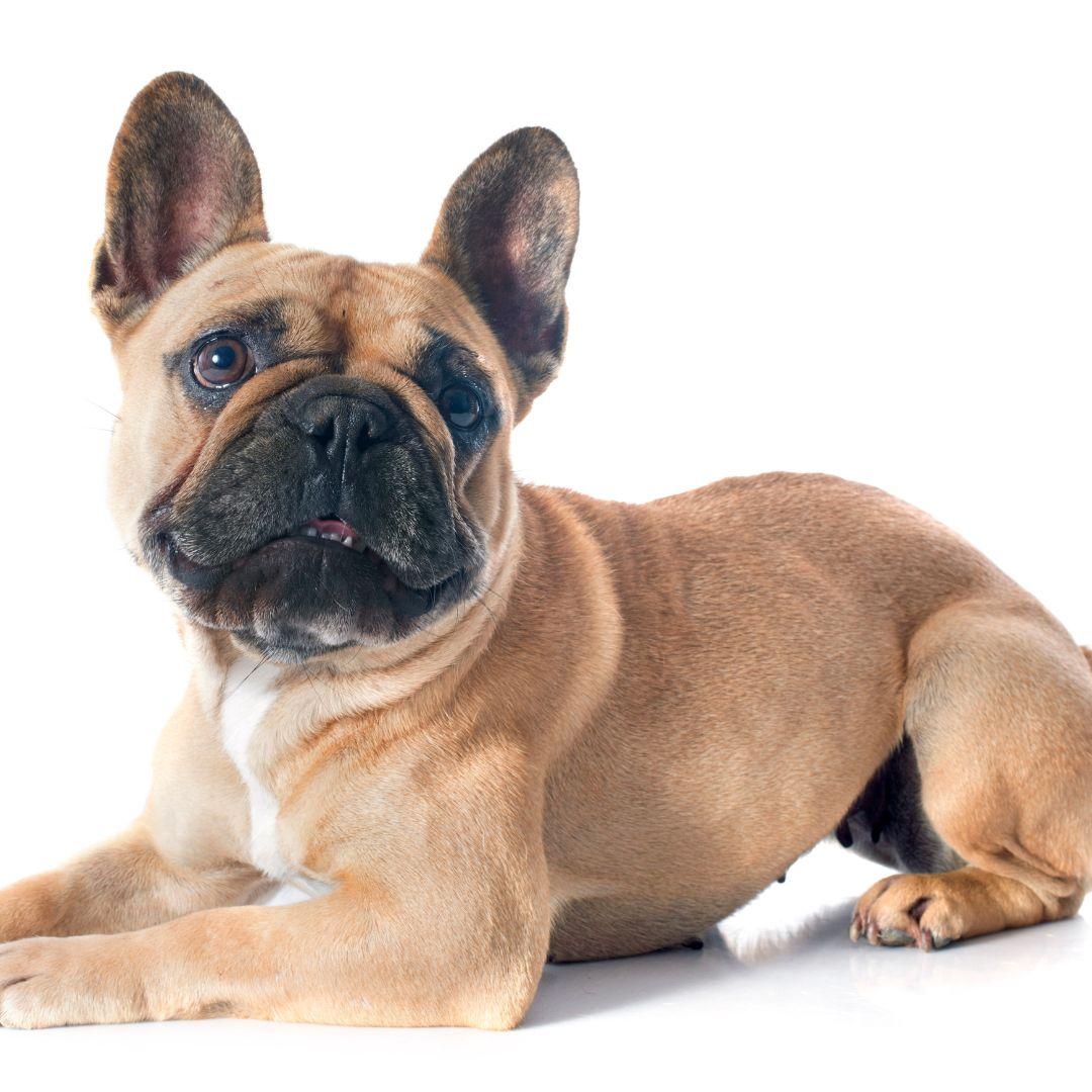 french bulldog