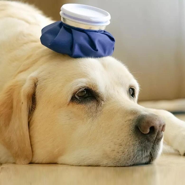 Can Dogs Eat Cottage Cheese?