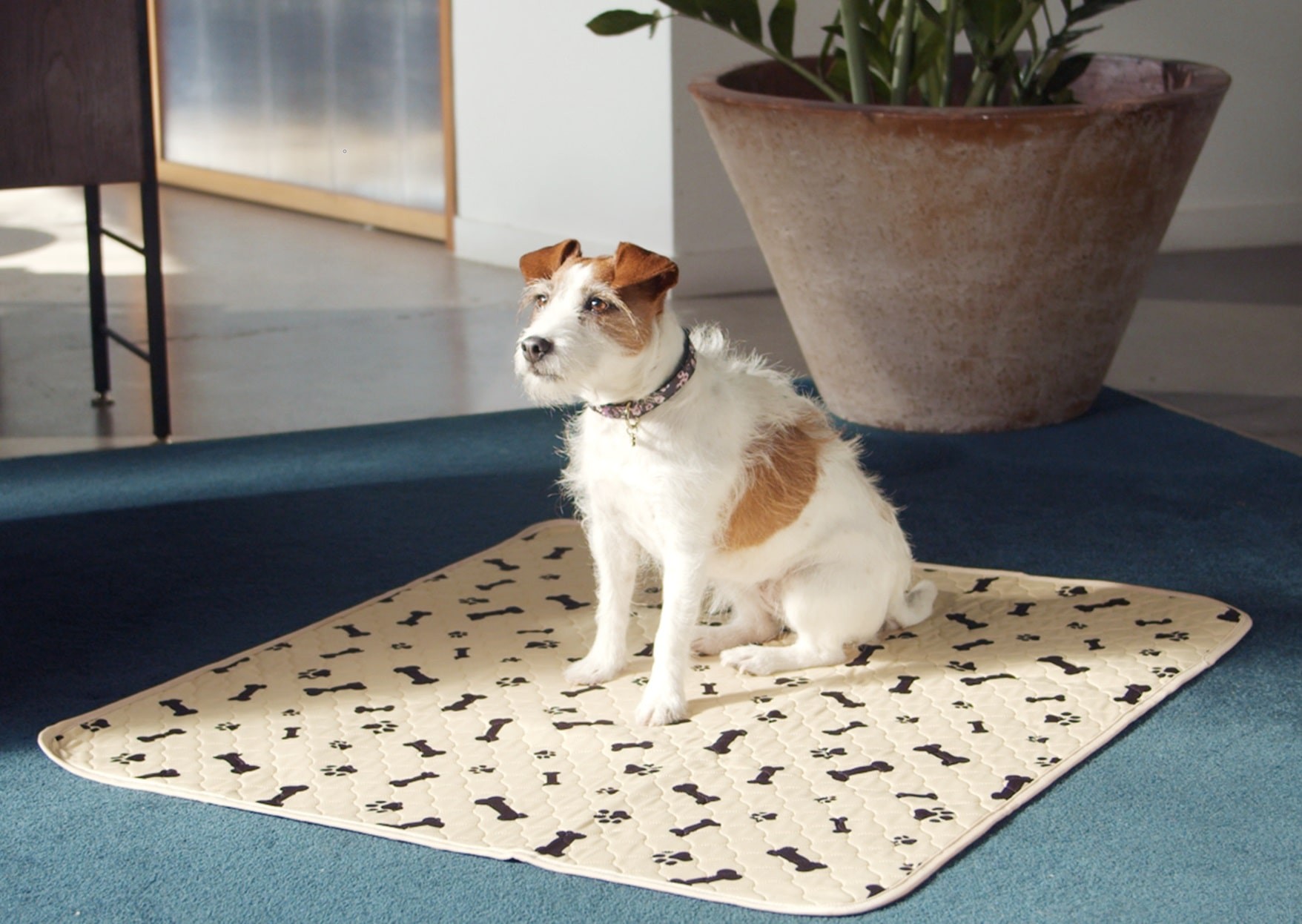 A Russel Terrier dog using a Potty Buddy reusable potty pad