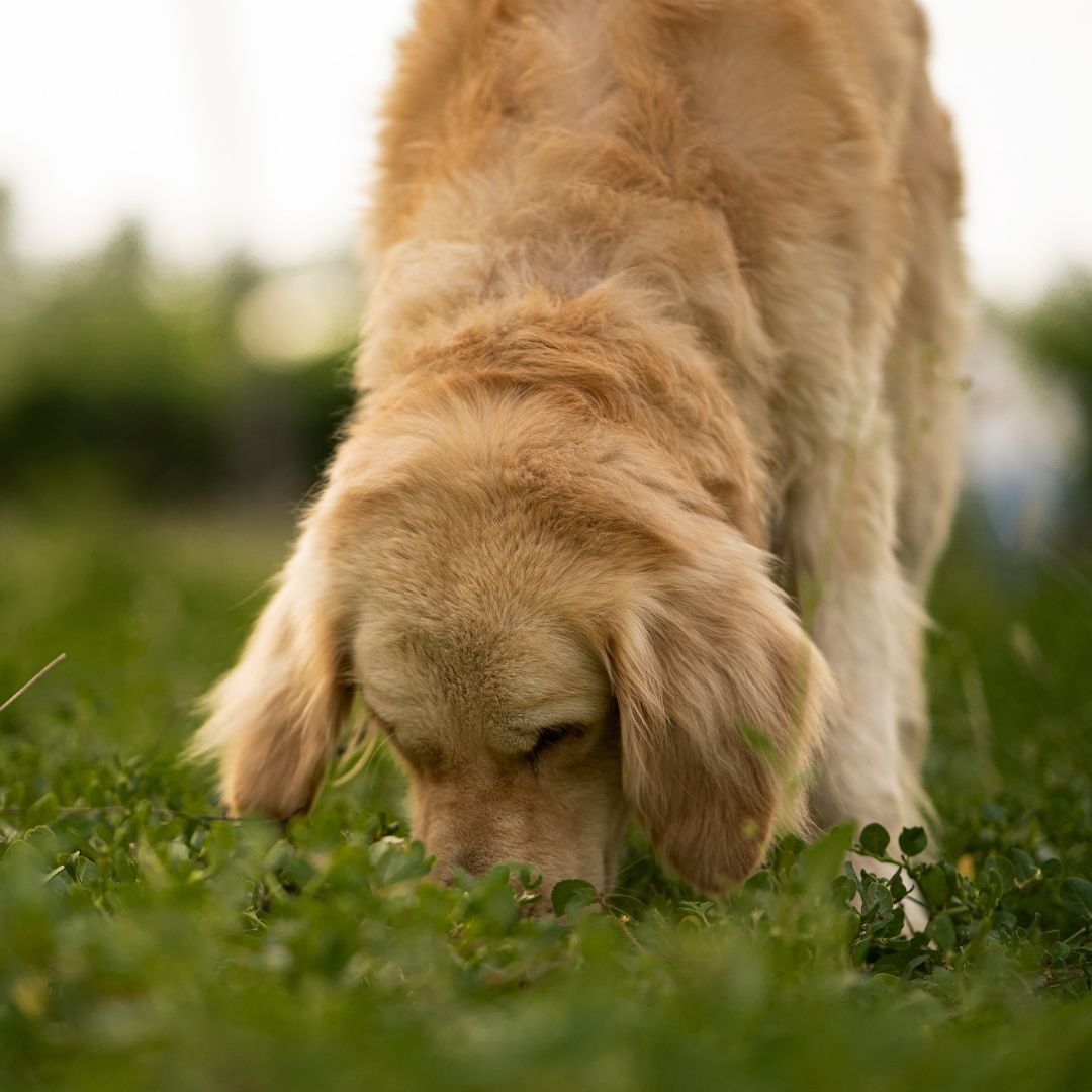 Labrador retriever sniffing grass