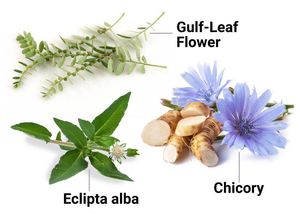gulf leaf flower and chichory