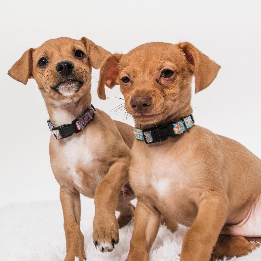 Two Brown Red Chihuahua Dachshund Chiweenie Puppies Young Looking Posing in Dog Bed Playing in Studio Portrait Isolated on White Background Cut Out