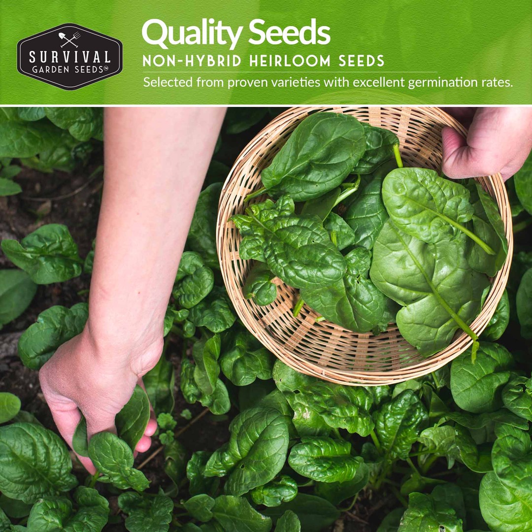 quality non-hybrid heirloom spinach seeds